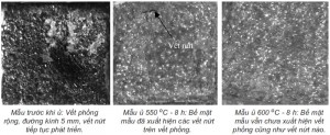 Hình 5. Bề mặt các mẫu (kích thước 1x1cm), sau khi ngâm trong dung dịch H2SO4 pH2